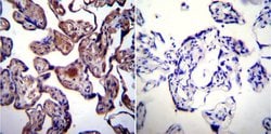 HSP90 alpha Monoclonal Antibody (3G3), Invitrogen 400 &mu;L; Unconjugated:Antibodies,