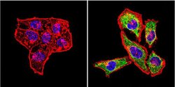 Invitrogen HSP60 Monoclonal Antibody (2E1/53) 100 &mu;g; Unconjugated:Antibodies,