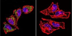 Invitrogen HSP60 Monoclonal Antibody (2E1/53) 100 &mu;g; Unconjugated:Antibodies,