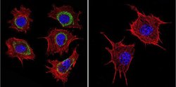 Invitrogen HSP60 Monoclonal Antibody (2E1/53) 100 &mu;g; Unconjugated:Antibodies,