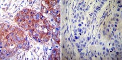 Invitrogen HSP60 Monoclonal Antibody (2E1/53) 100 &mu;g; Unconjugated:Antibodies,