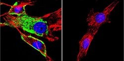 Invitrogen HSC70 Monoclonal Antibody (13D3) 100 &mu;L; Unconjugated:Antibodies,