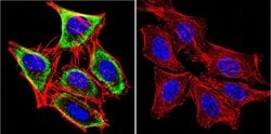 Invitrogen HSC70 Monoclonal Antibody (13D3) 100 &mu;L; Unconjugated:Antibodies,