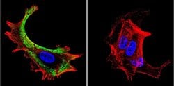 Invitrogen HSC70 Monoclonal Antibody (13D3) 100 &mu;L; Unconjugated:Antibodies,