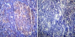 Invitrogen HSC70 Monoclonal Antibody (13D3) 100 &mu;L; Unconjugated:Antibodies,