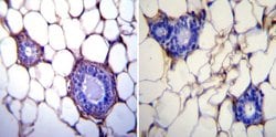 Invitrogen GRP94 Monoclonal Antibody (9G10) 100 &mu;L; Unconjugated:Antibodies,