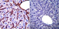Invitrogen GRP94 Monoclonal Antibody (9G10) 100 &mu;L; Unconjugated:Antibodies,