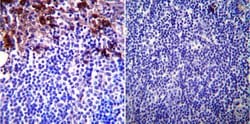 Invitrogen GRP94 Monoclonal Antibody (9G10) 100 &mu;L; Unconjugated:Antibodies,
