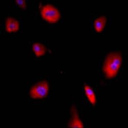 Invitrogen GRP94 Monoclonal Antibody (9G10) 100 &mu;L; Unconjugated:Antibodies,