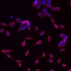 Invitrogen GRP94 Monoclonal Antibody (9G10) 100 &mu;L; Unconjugated:Antibodies,