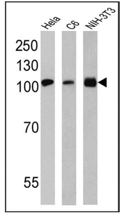 Invitrogen GRP94 Monoclonal Antibody (9G10) 100 &mu;L; Unconjugated:Antibodies,