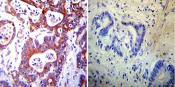 Invitrogen PDI Monoclonal Antibody (RL77) 100 &mu;L; Unconjugated:Antibodies,