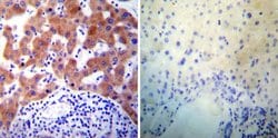 Invitrogen PDI Monoclonal Antibody (RL77) 100 &mu;L; Unconjugated:Antibodies,