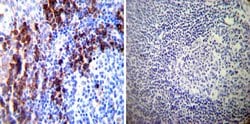Invitrogen PDI Monoclonal Antibody (RL77) 100 &mu;L; Unconjugated:Antibodies,