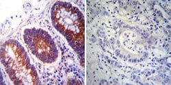 Invitrogen PDI Monoclonal Antibody (RL90) 100 &mu;L; Unconjugated:Antibodies,