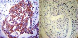 Invitrogen PDI Monoclonal Antibody (RL90) 100 &mu;L; Unconjugated:Antibodies,