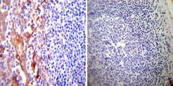 Invitrogen PDI Monoclonal Antibody (RL90) 100 &mu;L; Unconjugated:Antibodies,