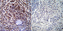 Invitrogen NFATC1 Monoclonal Antibody (7A6) 100 &mu;L; Unconjugated:Antibodies,