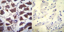 Invitrogen NFATC1 Monoclonal Antibody (7A6) 100 &mu;L; Unconjugated:Antibodies,