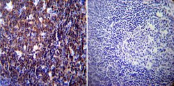 Invitrogen NFATC1 Monoclonal Antibody (7A6) 100 &mu;L; Unconjugated:Antibodies,
