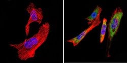 Invitrogen TCP1 Monoclonal Antibody (91A) 100 &mu;L; Unconjugated:Antibodies,