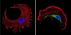 Invitrogen TCP1 Monoclonal Antibody (91A) 100 &mu;L; Unconjugated:Antibodies,