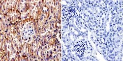 Invitrogen TCP1 Monoclonal Antibody (91A) 100 &mu;L; Unconjugated:Antibodies,