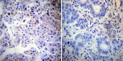 Calnexin Monoclonal Antibody (AF18), Invitrogen&trade;