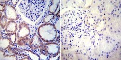 Calnexin Monoclonal Antibody (AF18), Invitrogen&trade;