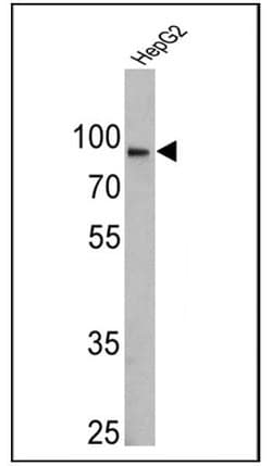 Calnexin Monoclonal Antibody (AF18), Invitrogen&trade;
