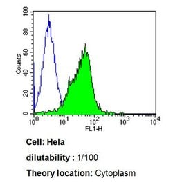 Invitrogen Cdc37 Monoclonal Antibody (C1) 100 &mu;L; Unconjugated:Antibodies,
