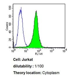 Invitrogen Cdc37 Monoclonal Antibody (C1) 100 &mu;L; Unconjugated:Antibodies,