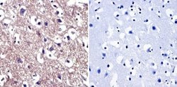 Invitrogen Cdc37 Monoclonal Antibody (C1) 100 &mu;L; Unconjugated:Antibodies,