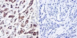 Invitrogen Cdc37 Monoclonal Antibody (C1) 100 &mu;L; Unconjugated:Antibodies,