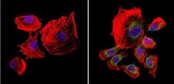 uNOS Monoclonal Antibody (NOS-3F7-B11 B5), Invitrogen™