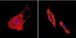 Invitrogen uNOS Monoclonal Antibody (NOS-3F7-B11 B5) 200 &mu;L; Unconjugated:Antibodies,