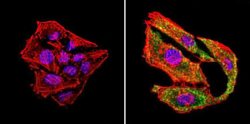 Invitrogen uNOS Monoclonal Antibody (NOS-3F7-B11 B5) 200 &mu;L; Unconjugated:Antibodies,