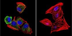 Invitrogen uNOS Monoclonal Antibody (NOS-3F7-B11 B5) 200 &mu;L; Unconjugated:Antibodies,