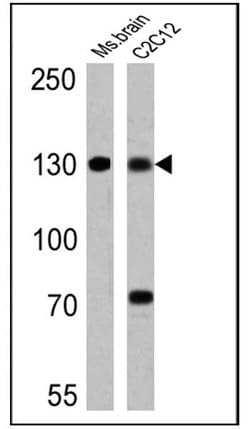 Invitrogen uNOS Monoclonal Antibody (NOS-3F7-B11 B5) 200 &mu;L; Unconjugated:Antibodies,