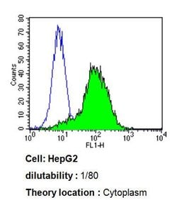 Invitrogen CYP3A7 Monoclonal Antibody (F19 P2 H2) 100 &mu;L; Unconjugated:Antibodies,