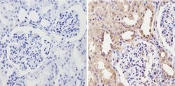 Invitrogen CYP3A7 Monoclonal Antibody (F19 P2 H2) 100 &mu;L; Unconjugated:Antibodies,