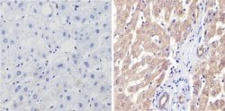 Invitrogen CYP3A7 Monoclonal Antibody (F19 P2 H2) 100 &mu;L; Unconjugated:Antibodies,