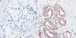 Invitrogen CYP3A7 Monoclonal Antibody (F19 P2 H2) 100 &mu;L; Unconjugated:Antibodies,