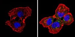 Invitrogen SPTBN1 Monoclonal Antibody (4C3) 100 &mu;L; Unconjugated:Antibodies,