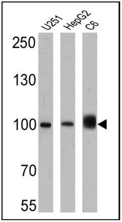 Invitrogen Importin beta-1 Monoclonal Antibody (3E9) 100 &mu;g; Unconjugated:Antibodies,