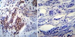 Invitrogen™ NONO Monoclonal Antibody (78-1 C)