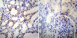 Invitrogen NONO Monoclonal Antibody (78-1 C) 100 &mu;L; Unconjugated:Antibodies,