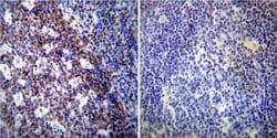 Invitrogen NONO Monoclonal Antibody (78-1 C) 100 &mu;L; Unconjugated:Antibodies,