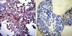 Invitrogen p23 Monoclonal Antibody (JJ3) 100 &mu;L; Unconjugated:Antibodies,
