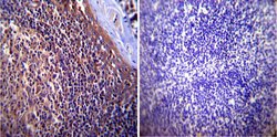 Invitrogen p23 Monoclonal Antibody (JJ3) 100 &mu;L; Unconjugated:Antibodies,